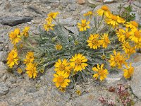 Senecio halleri 10, Saxifraga-Harry Jans