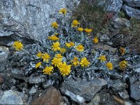 Senecio halleri 16, Saxifraga-Jan van der Straaten