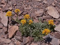 Senecio incanus 11, Saxifraga-Harry Jans