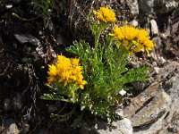 Senecio incanus ssp carniolicus 10, Saxifraga-Harry Jans