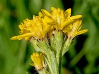 Senecio incanus ssp carniolicus 15, Saxifraga-Sonja Bouwman  Grey ragwort - Senecio incanus subsp. carniolicus - Asteraceae familie