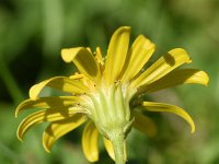 Jacobaea vulgaris ssp vulgaris 63, Jacobskruiskruid, Saxifraga-Sonja Bouwman