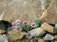 Senecio leucanthemifolius ssp rodriguezii 4, Saxifraga-Jeroen Willemsen