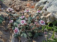 Senecio leucanthemifolius ssp rodriguezii 5, Saxifraga-Jeroen Willemsen