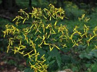 Senecio ovatus ssp ovatus 9, Saxifraga-Harry Jans