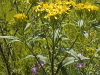 Senecio ovatus ssp alpestris 1, Saxifraga-Marijke Verhagen