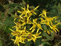 Senecio ovatus ssp alpestris 2, Saxifraga-Marijke Verhagen