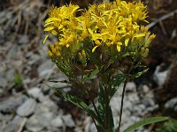 Senecio ovatus ssp alpestris 3, Saxifraga-Marijke Verhagen