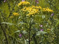 Senecio ovatus ssp alpestris 4, Saxifraga-Marijke Verhagen