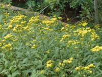 Senecio ovatus ssp alpestris 5, Saxifraga-Jan van der Straaten