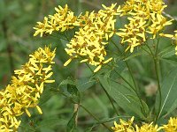 Senecio ovatus ssp alpestris 6, Saxifraga-Jan van der Straaten