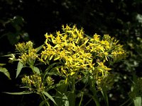 Senecio ovatus ssp alpestris 7, Saxifraga-Jan van der Straaten