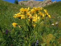 Senecio pseudoorientalis 4, Saxifraga-Ed Stikvoort