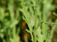 Senecio sylvaticus 19, Boskruiskruid, Saxifraga-Sonja Bouwman  955. Boskruiskruid - Senecio sylvaticus - Asteraceae familie (i)