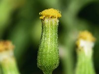 Senecio sylvaticus 20, Boskruiskruid, Saxifraga-Sonja Bouwman  955. Boskruiskruid - Senecio sylvaticus - Asteraceae familie (i)