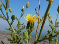 Senecio viscosus 10, Kleverig kruiskruid, Saxifraga-Ed Stikvoort