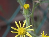 Senecio viscosus 2, Kleverig kruiskruid, Saxifraga-Rutger Barendse