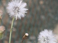 Senecio viscosus 3, Kleverig kruiskruid, Saxifraga-Rutger Barendse