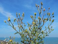 Senecio viscosus 4, Kleverig kruiskruid, Saxifraga-Ed Stikvoort