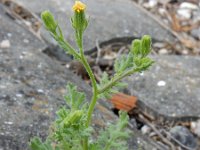 Senecio viscosus 5, Kleverig kruiskruid, Saxifraga-Ed Stikvoort