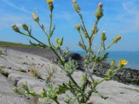 Senecio viscosus 6, Kleverig kruiskruid, Saxifraga-Ed Stikvoort