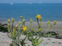 Senecio viscosus 7, Kleverig kruiskruid, Saxifraga-Ed Stikvoort