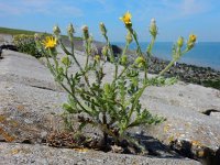 Senecio viscosus 8, Kleverig kruiskruid, Saxifraga-Ed Stikvoort