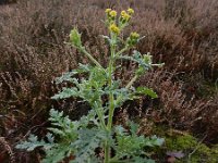 Senecio viscosus 9, Kleverig kruiskruid, Saxifraga-Ed Stikvoort