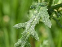 Senecio vulgaris 16, Klein kruiskruid, Saxifraga-Sonja Bouwman