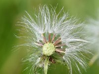 Senecio vulgaris 19, Klein kruiskruid, Saxifraga-Sonja Bouwman