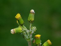 Senecio vulgaris 2, Klein kruiskruid, Saxifraga-Jan van der Straaten