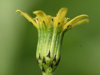 Senecio vulgaris var hybernicus 21, Klein kruiskruid, Saxifraga-Sonja Bouwman  850. Klein kruiskruid, Rayed groundsel - Senecio vulgaris var. hybernicus - Asteraceae familie (i)