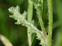 Senecio vulgaris var hybernicus 22, Klein kruiskruid, Saxifraga-Sonja Bouwman  850. Klein kruiskruid, Rayed groundsel - Senecio vulgaris var. hybernicus - Asteraceae familie (i)