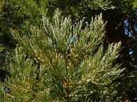 Sequoiadendron giganteum 3, Mammoetboom, Saxifraga-Ed Stikvoort