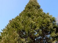 Sequoiadendron giganteum 4, Mammoetboom, Saxifraga-Ed Stikvoort