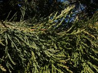 Sequoiadendron giganteum 5, Mammoetboom, Saxifraga-Ed Stikvoort