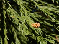 Sequoiadendron giganteum 6, Mammoetboom, Saxifraga-Ed Stikvoort