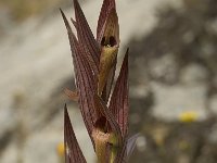 Serapias bergonii 9, Saxifraga-Willem van Kruijsbergen