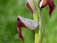 Serapias cordigera 23, Saxifraga-Sonja Bouwman  Brede tongorchis - Serapias cordigera - Orchidaceae familie