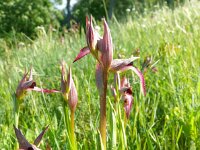 Serapias lingua 65, Saxifraga-Hans Grotenhuis
