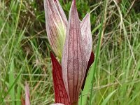 Serapias lingua 68, Saxifraga-Hans Grotenhuis