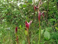 Serapias lingua 69, Saxifraga-Hans Grotenhuis