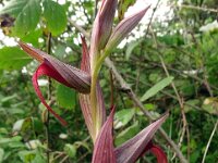 Serapias lingua 71, Saxifraga-Hans Grotenhuis