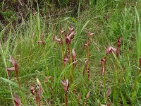 Serapias lingua 74, Saxifraga-Hans Grotenhuis