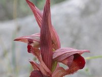 Serapias orientalis ssp apulica 2, Saxifraga-Rien Schot