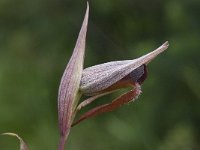 Serapias parviflora 10, Saxifraga-Willem van Kruijsbergen