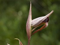 Serapias parviflora 11, Saxifraga-Willem van Kruijsbergen