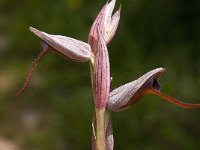 Serapias parviflora 13, Saxifraga-Willem van Kruijsbergen
