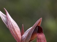 Serapias parviflora 14, Saxifraga-Willem van Kruijsbergen