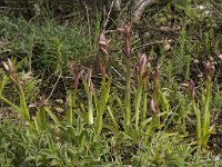 Serapias parviflora 16, Saxifraga-Willem van Kruijsbergen